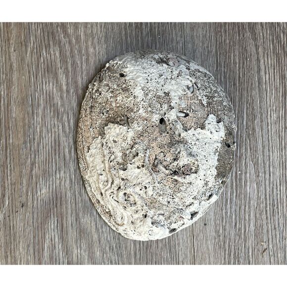 Vintage Beautiful Natural Abalone Shell Collectible Art Shell - Picture 4 of 4